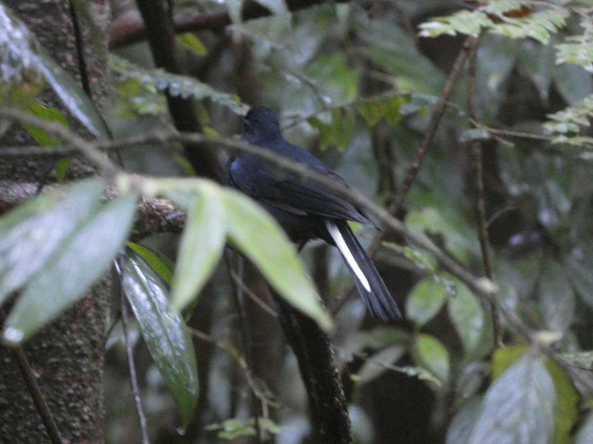White-tailed Robin - ML622157131