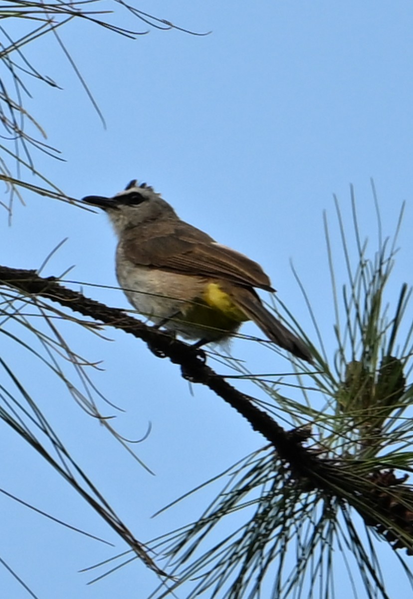 Yellow-vented Bulbul - ML622157132