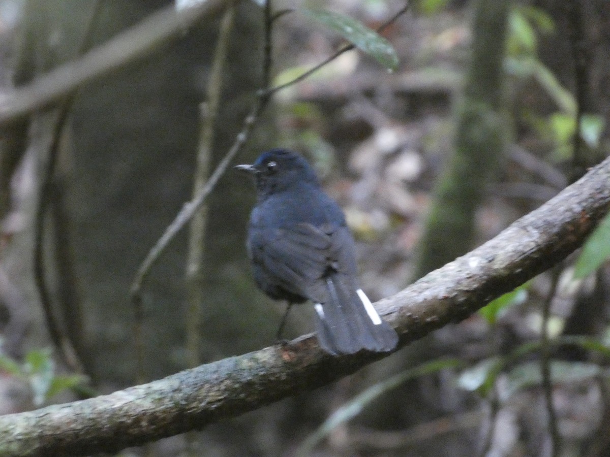 White-tailed Robin - ML622157134