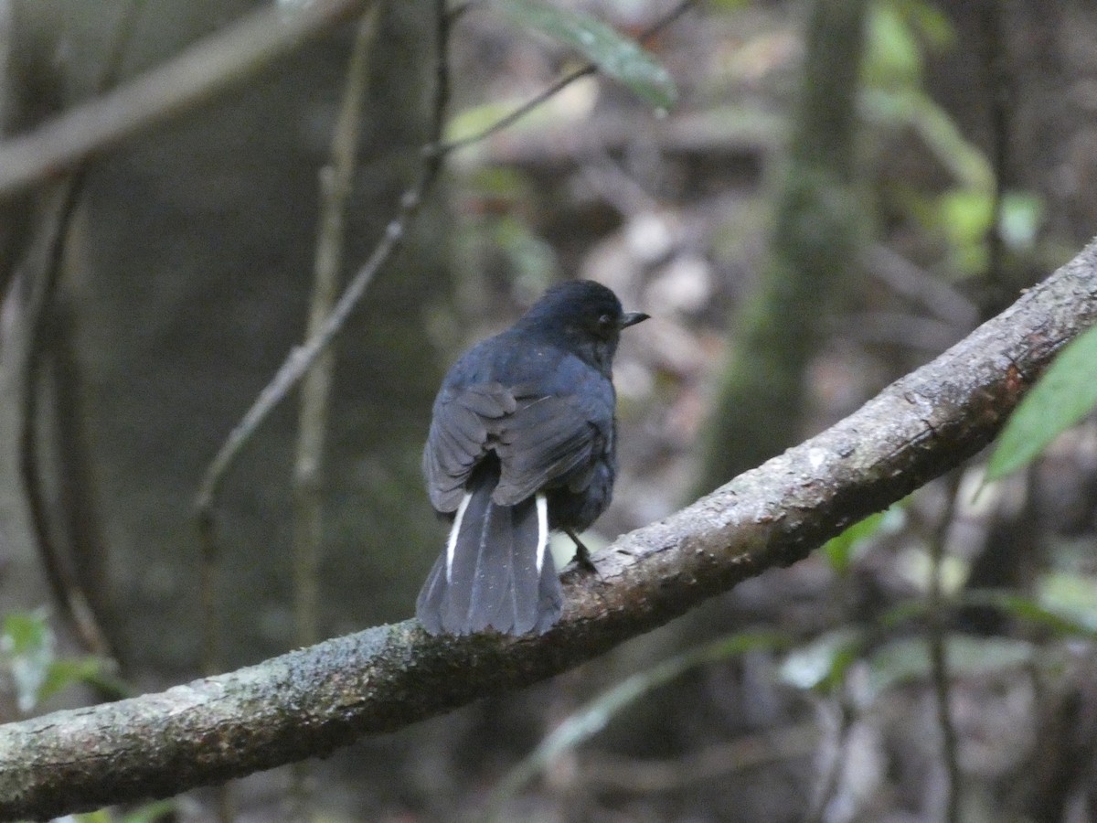 White-tailed Robin - ML622157135