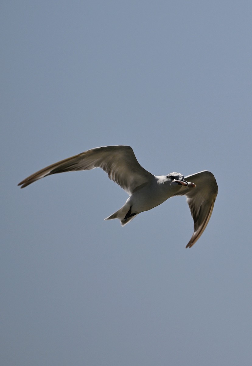 Whiskered Tern - ML622157164