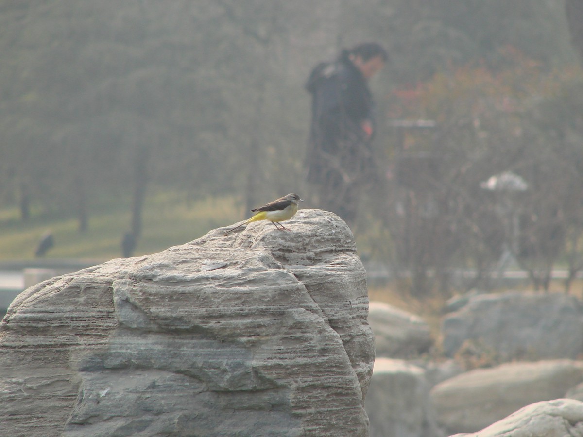 Gray Wagtail - ML622157181