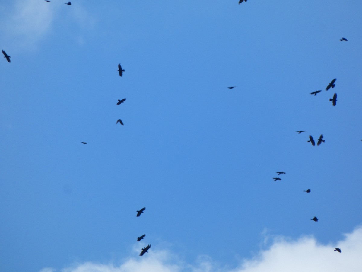 Red-billed Chough - ML622157182