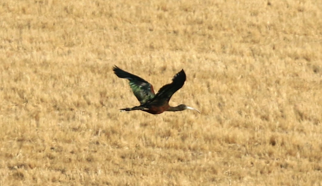 Glossy Ibis - ML622157185