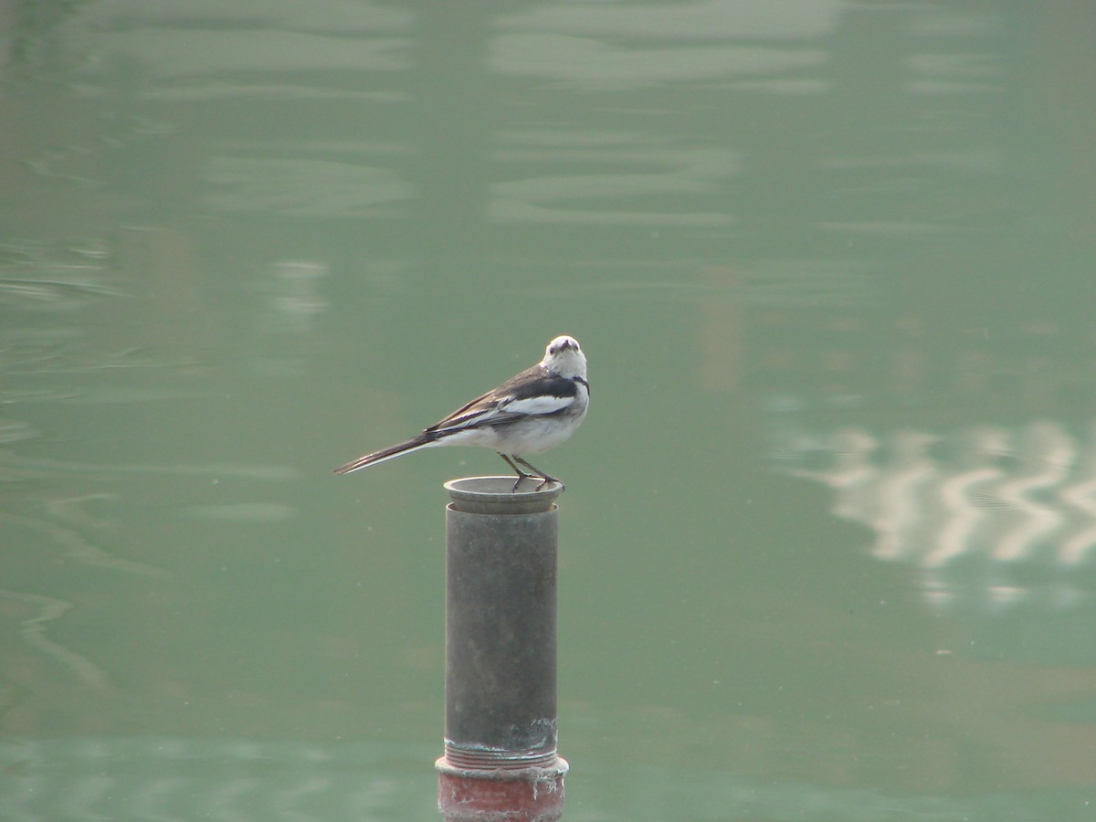 White Wagtail - ML622157188