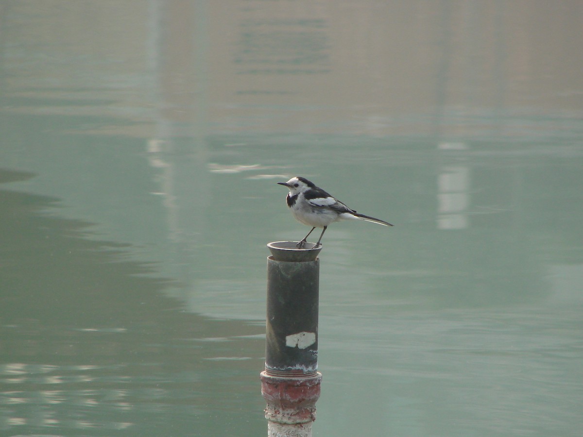 White Wagtail - ML622157189