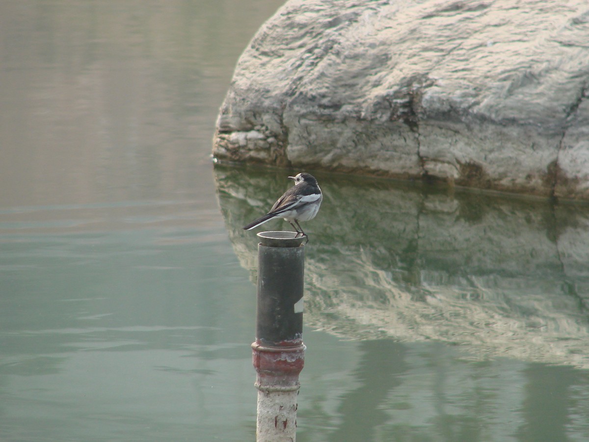 White Wagtail - ML622157190