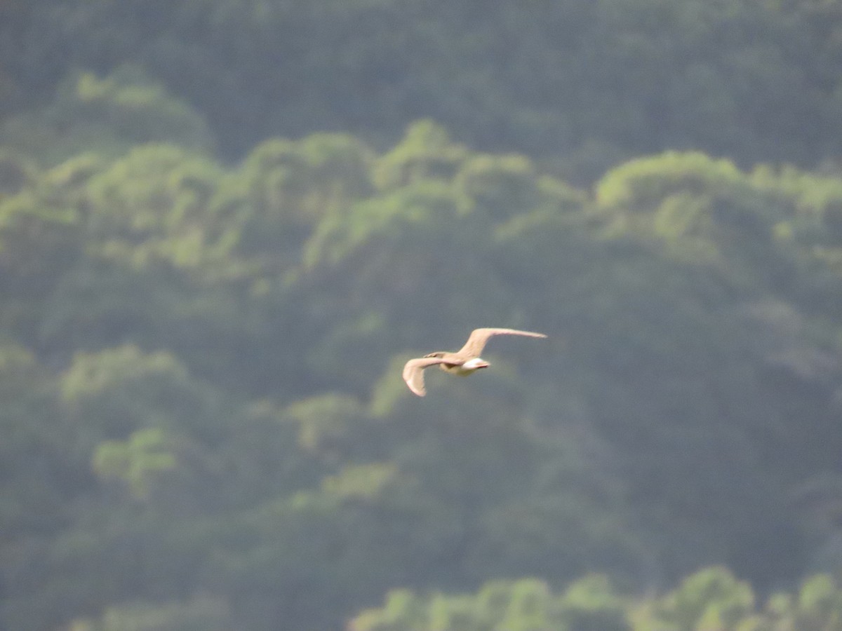 Oriental Pratincole - ML622157191