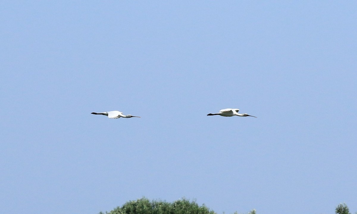 Eurasian Spoonbill - ML622157192