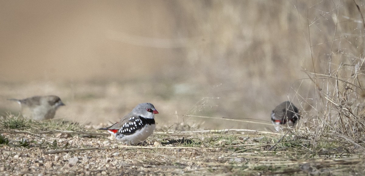 Diamond Firetail - Ben Milbourne