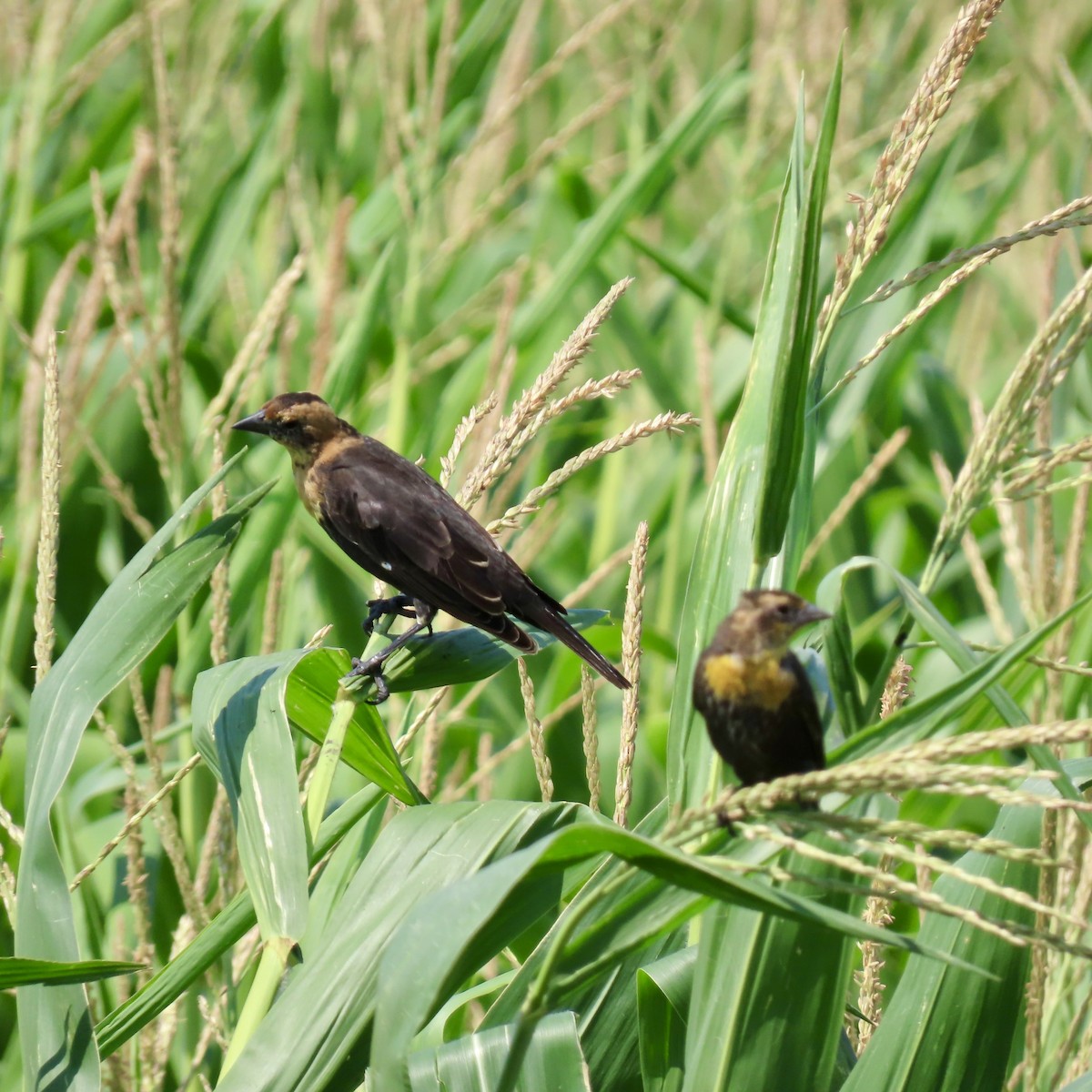 Yellow-headed Blackbird - ML622157194
