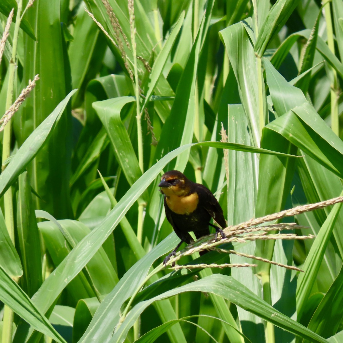 Yellow-headed Blackbird - ML622157195