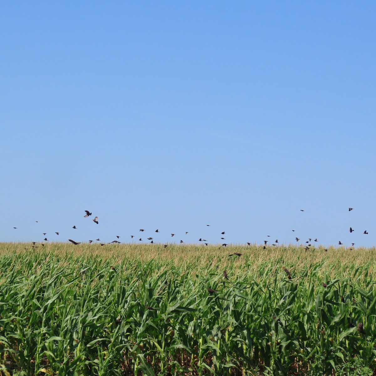 Yellow-headed Blackbird - ML622157197