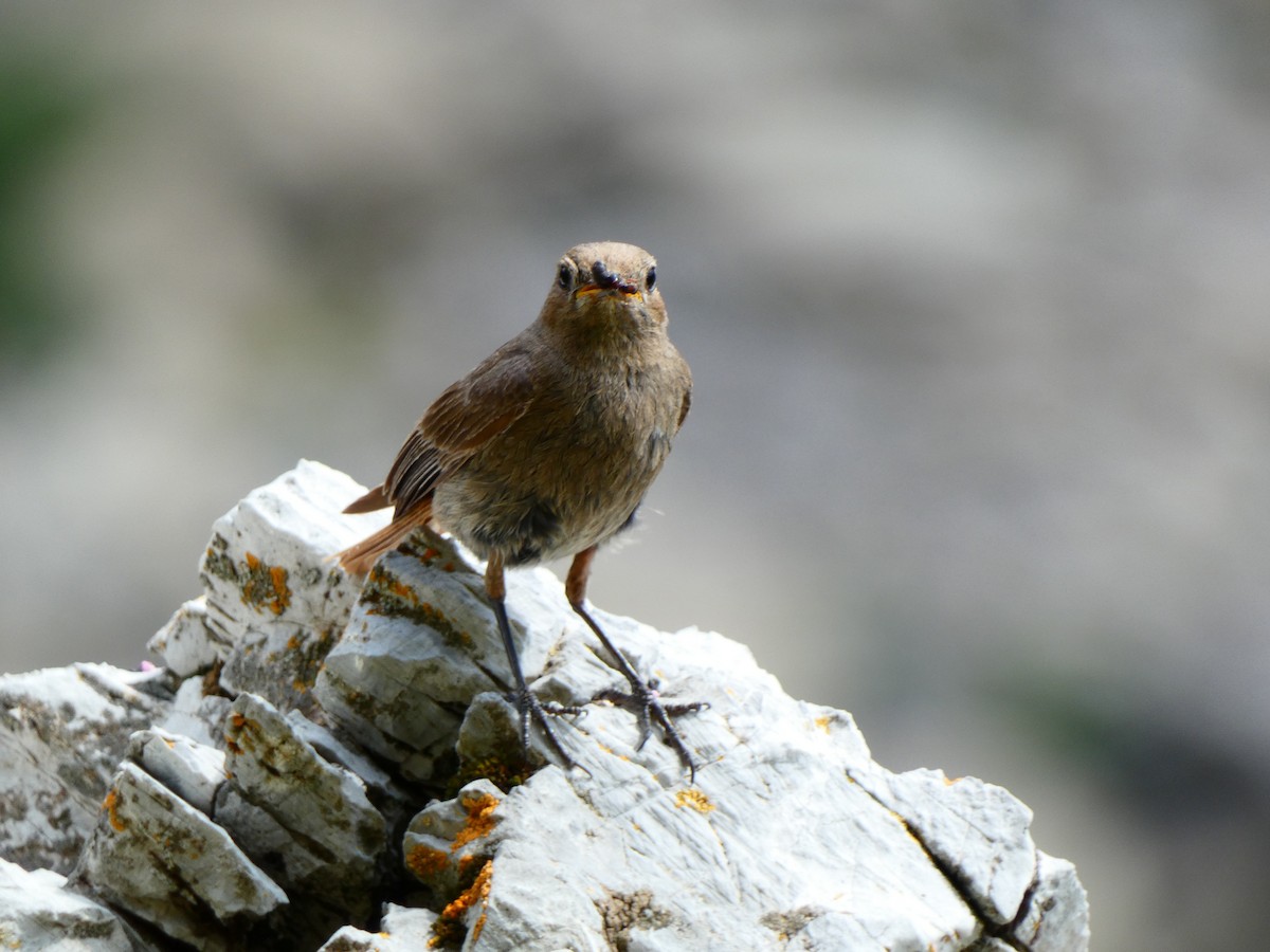 Black Redstart (Western) - ML622157198