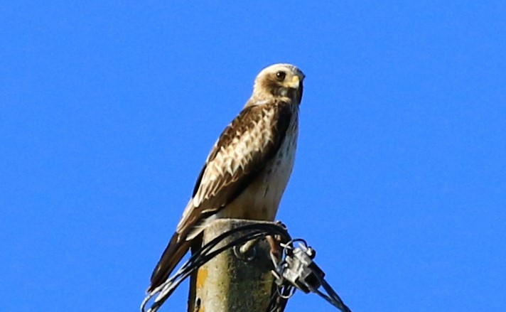 Booted Eagle - ML622157199