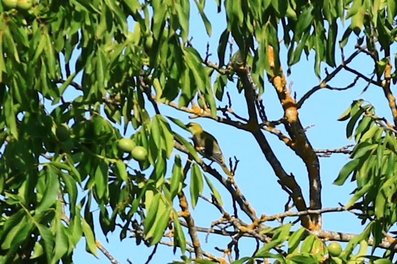 Eurasian Golden Oriole - ML622157201