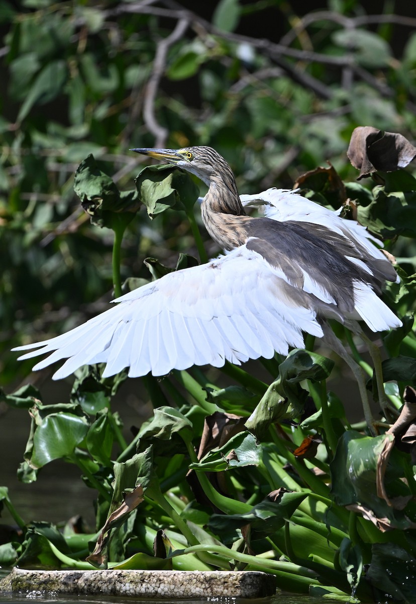 Javan Pond-Heron - ML622157202