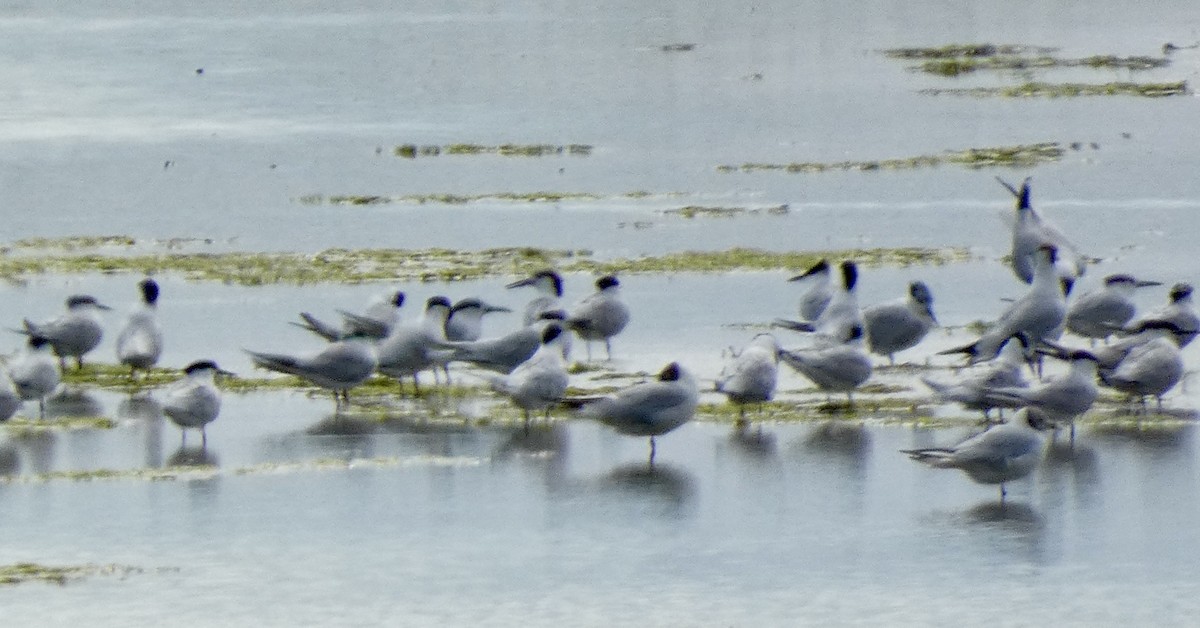 Sandwich Tern - ML622157203