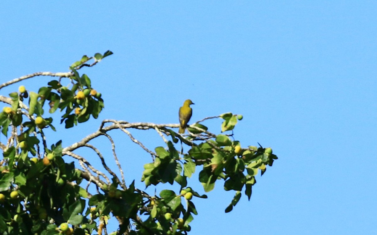 Eurasian Golden Oriole - ML622157204