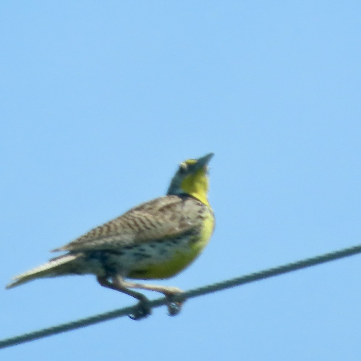 Western Meadowlark - ML622157206