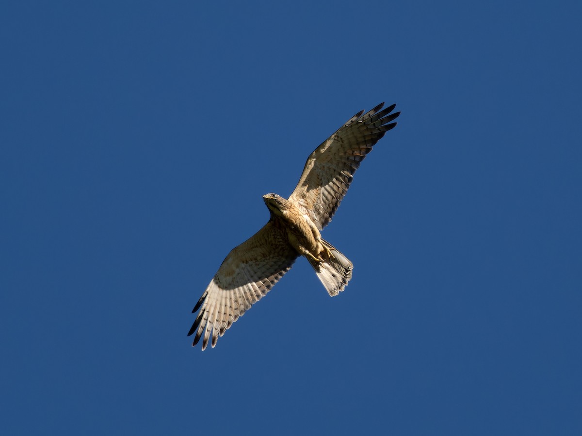 Gray-faced Buzzard - ML622157208