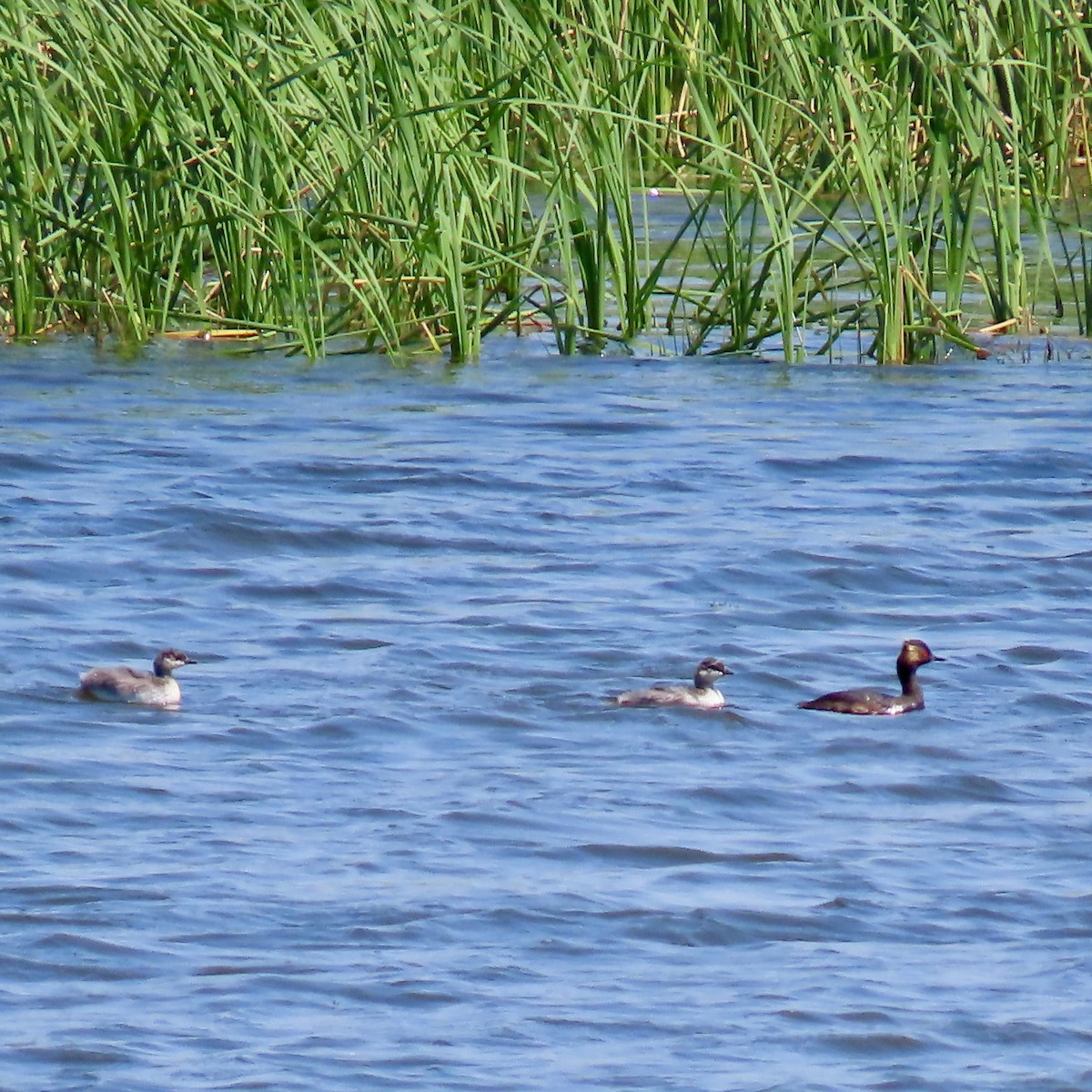 Eared Grebe - ML622157209