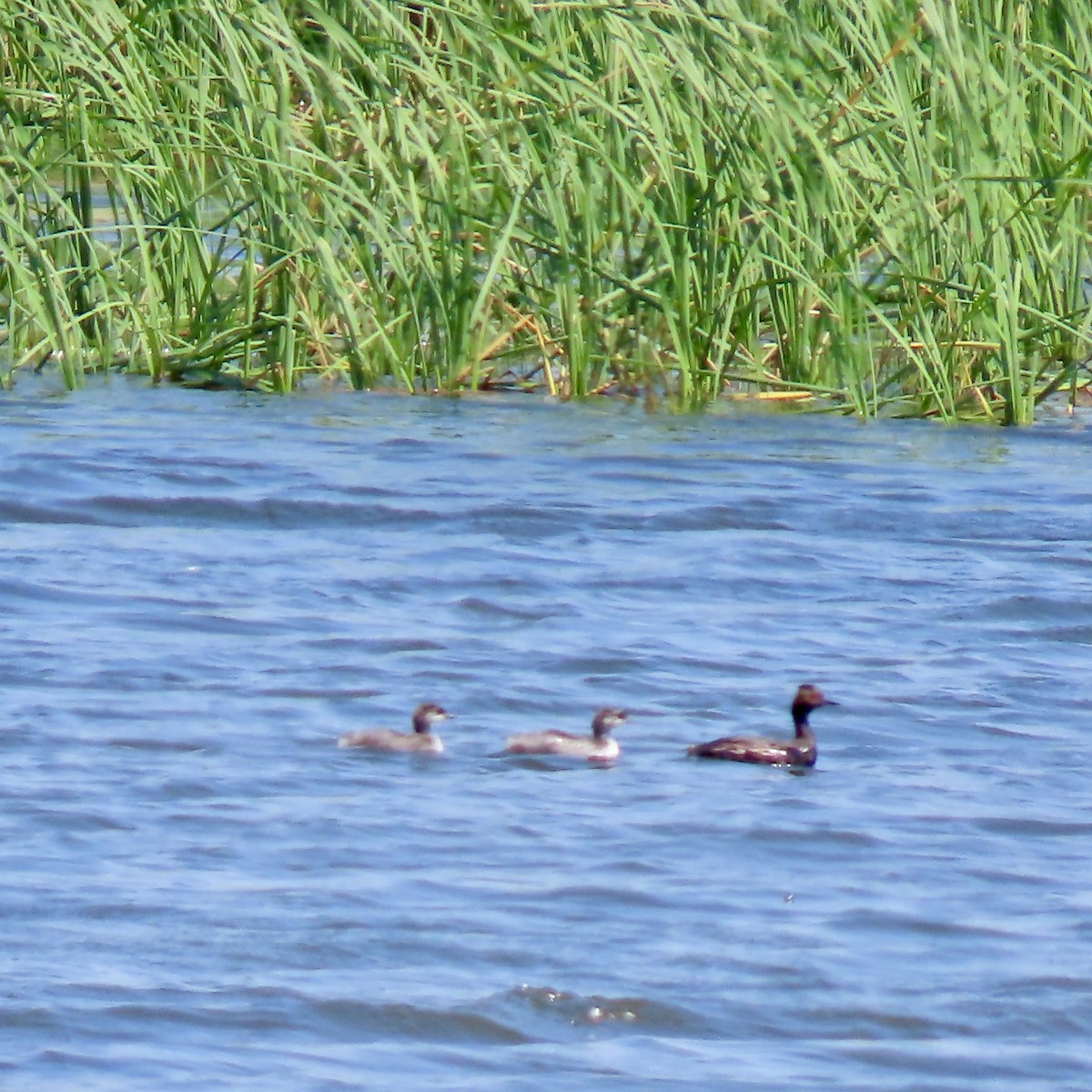 Eared Grebe - Jocelyn K