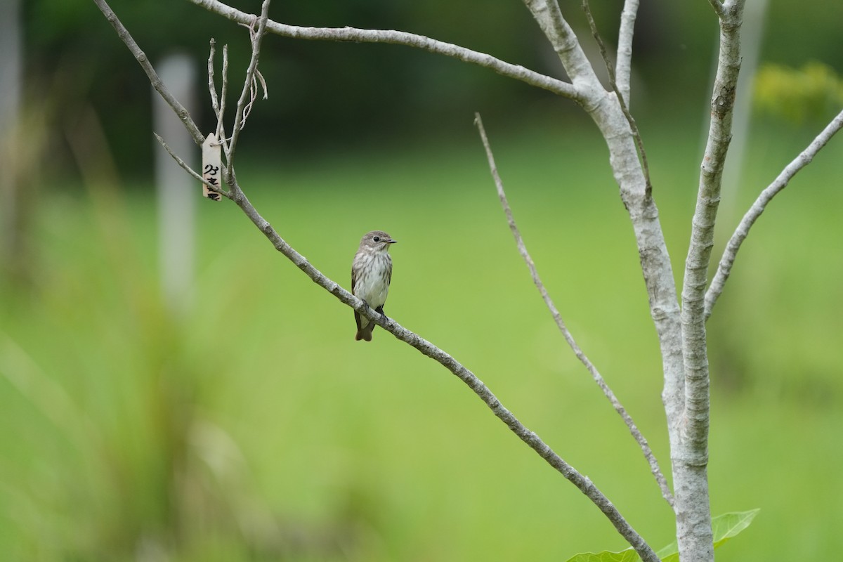 Gray-streaked Flycatcher - ML622157211