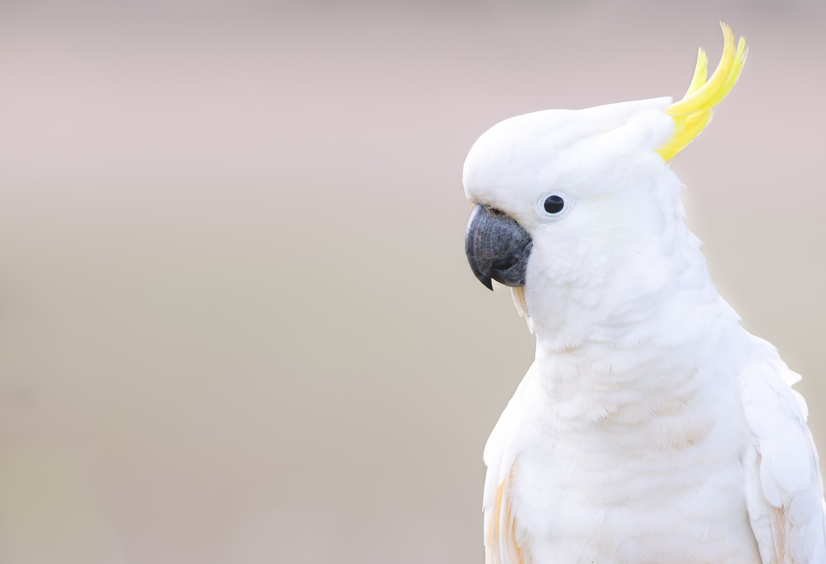 Sulphur-crested Cockatoo - ML622157212