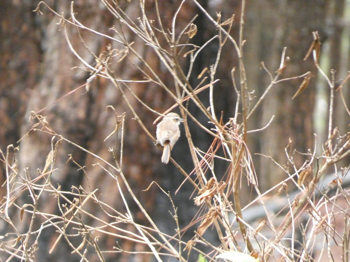 Gray Bushchat - ML622157219