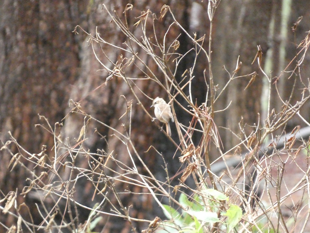 Gray Bushchat - ML622157220