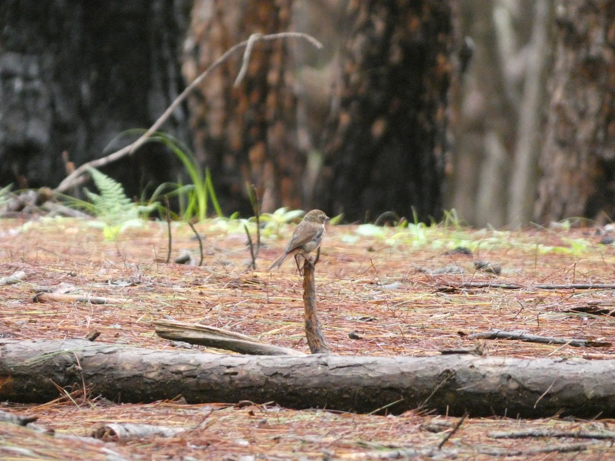 Gray Bushchat - ML622157224