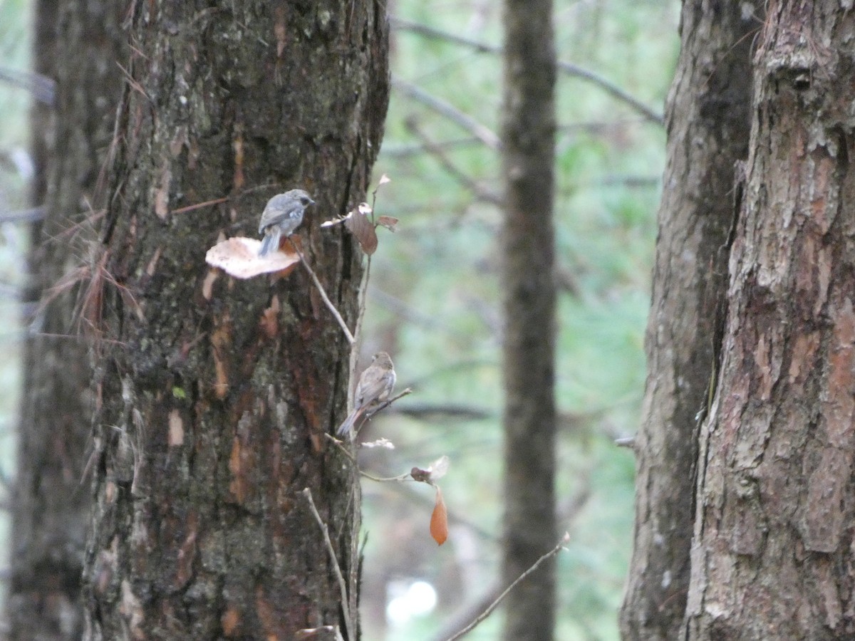 Gray Bushchat - ML622157237