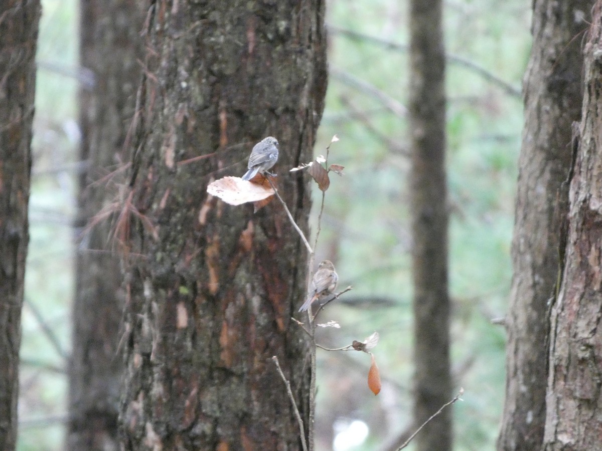 Gray Bushchat - ML622157238