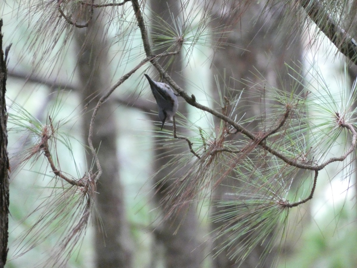 Chestnut-vented Nuthatch - ML622157241