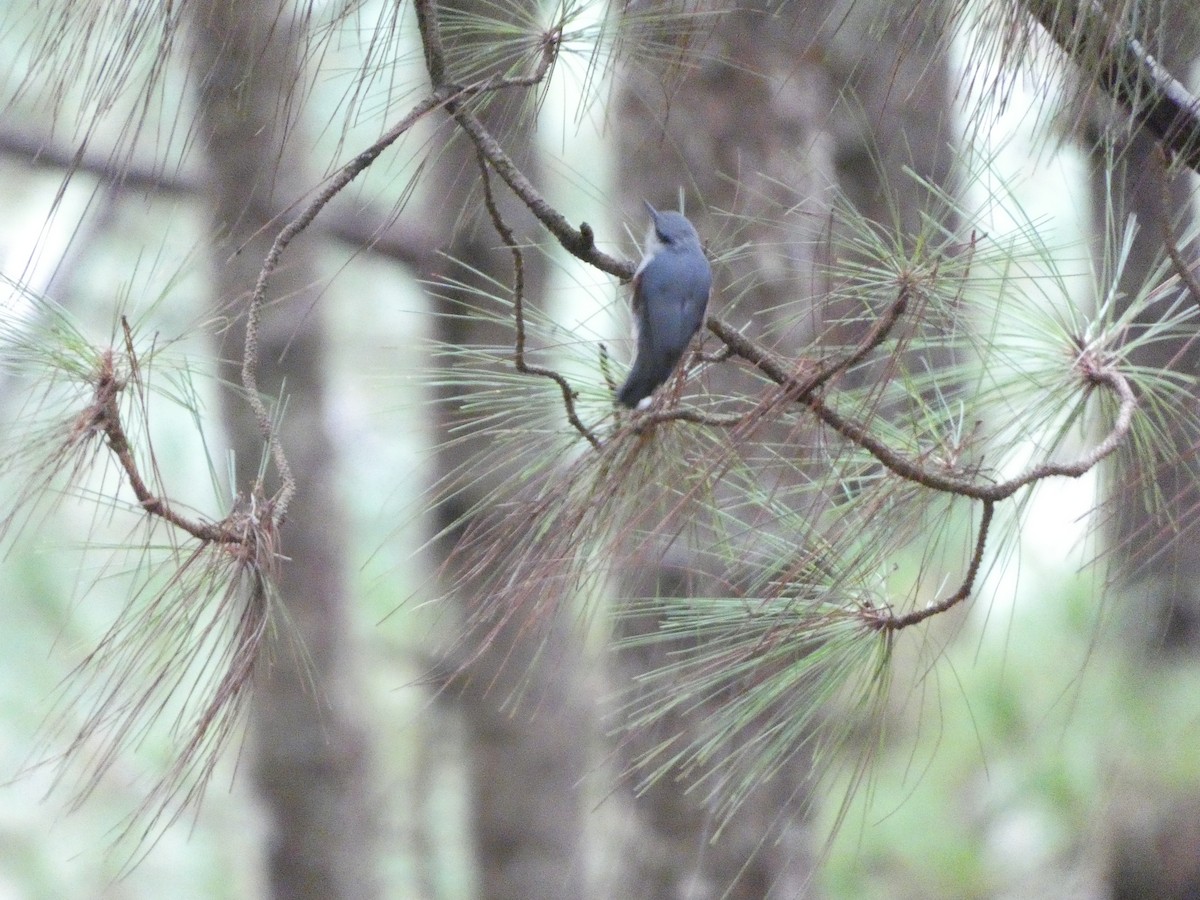 Chestnut-vented Nuthatch - ML622157242