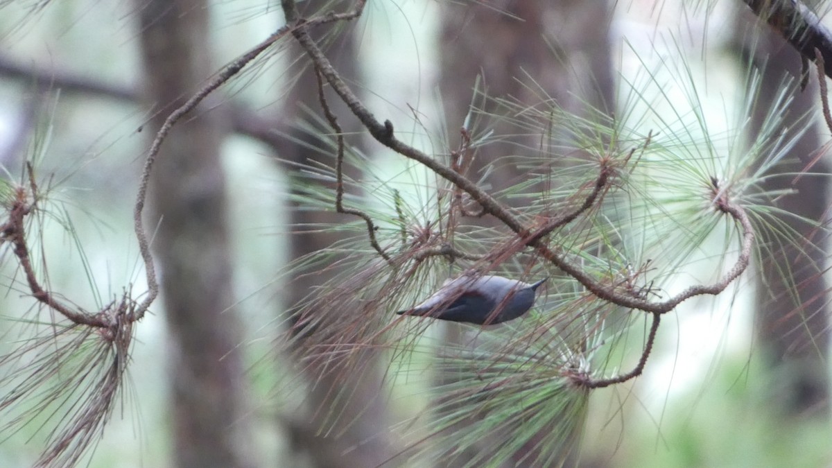 Chestnut-vented Nuthatch - ML622157243
