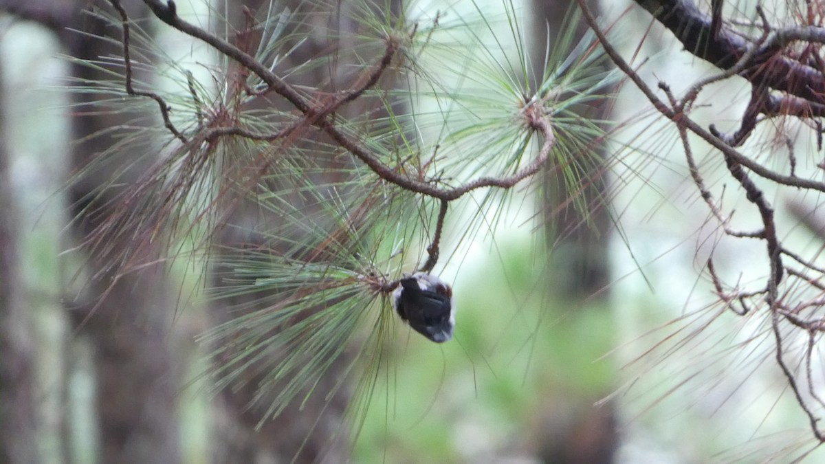Chestnut-vented Nuthatch - ML622157244