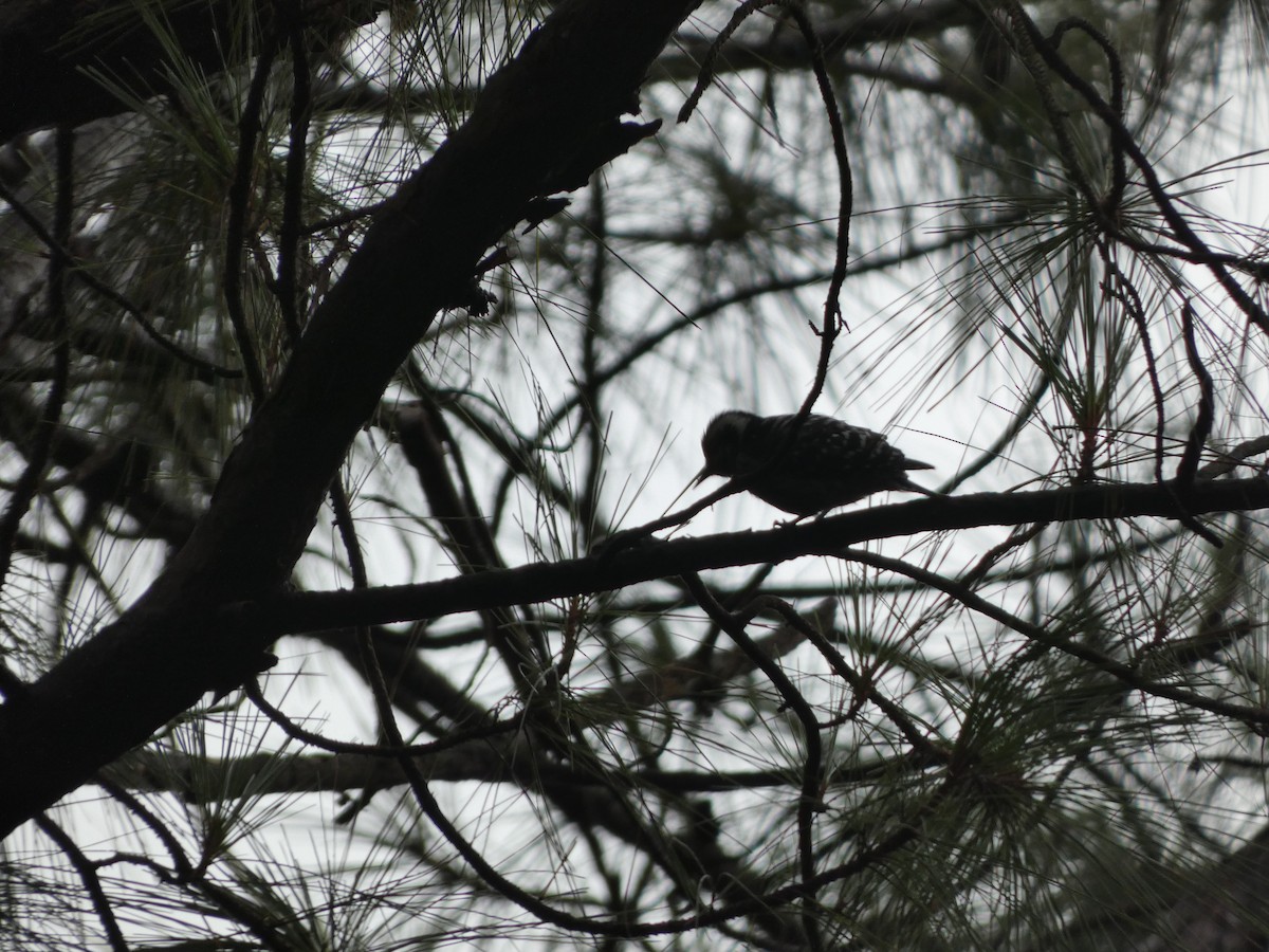 Gray-capped Pygmy Woodpecker - ML622157247