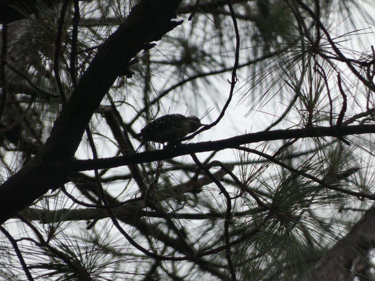 Gray-capped Pygmy Woodpecker - ML622157249