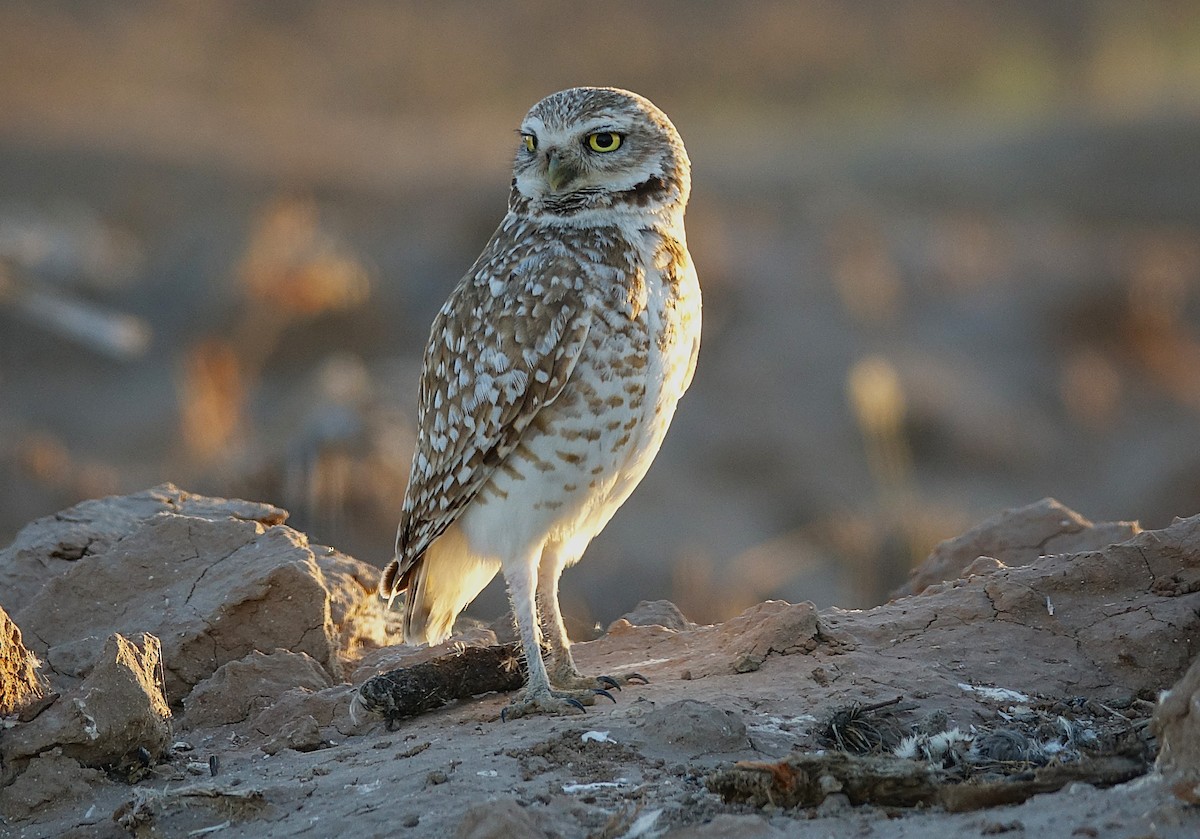 Burrowing Owl - ML622157287
