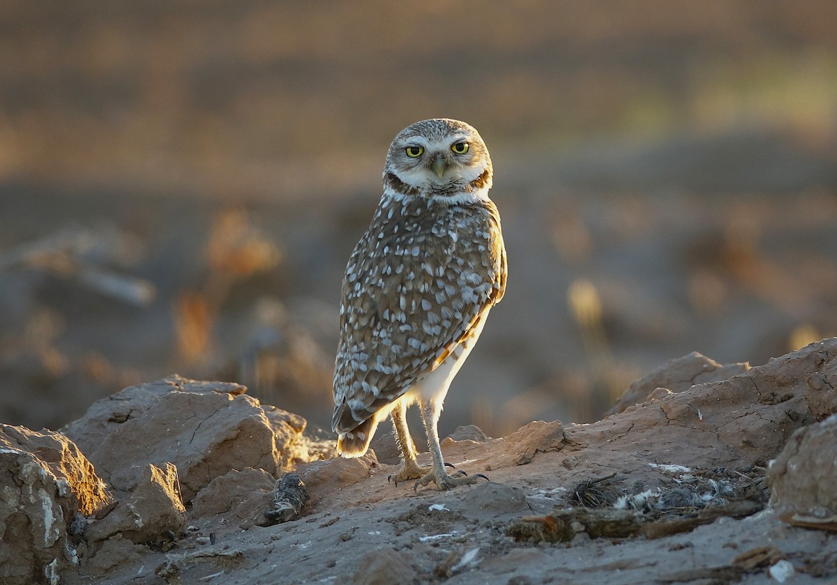 Burrowing Owl - ML622157288