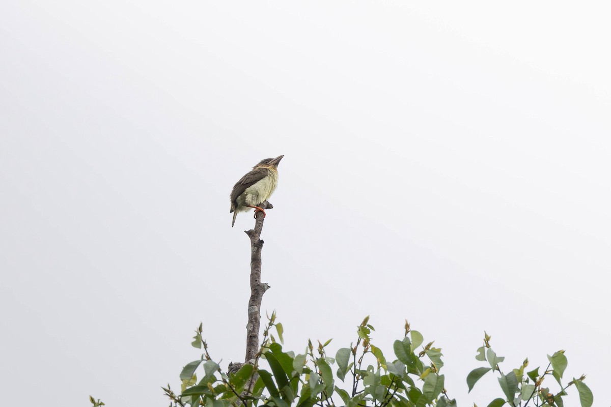 Sooty Barbet - ML622157290