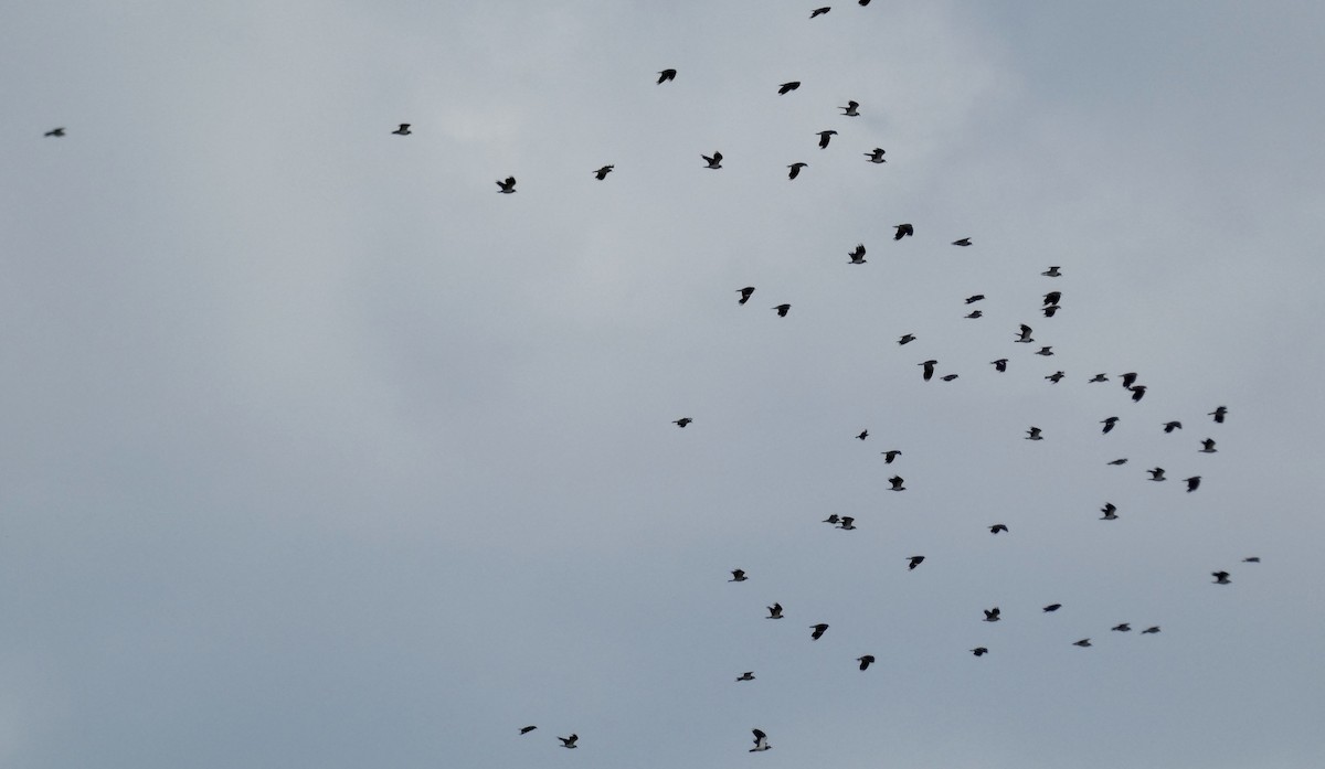 Northern Lapwing - Marie Connors