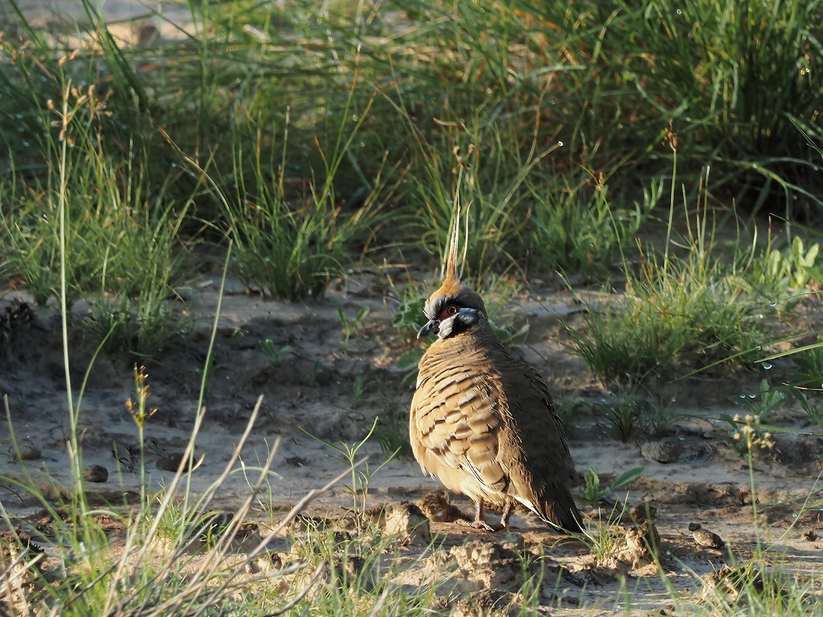 Spinifex Pigeon - ML622157297