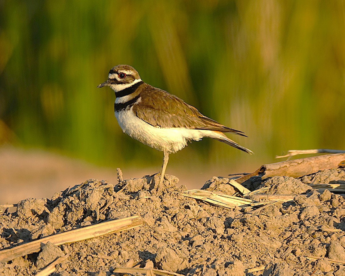 Killdeer - ML622157299