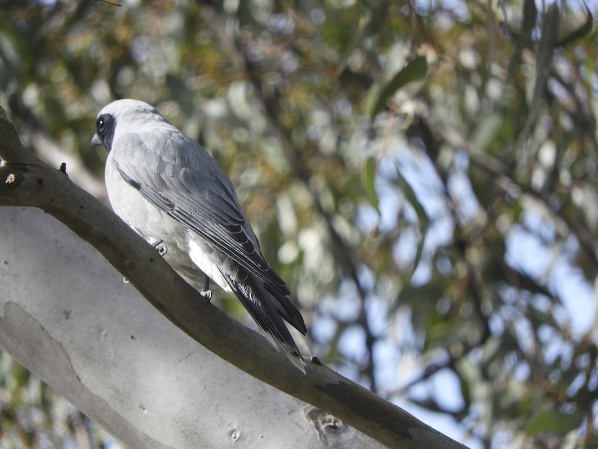 Black-faced Cuckooshrike - Charles Silveira