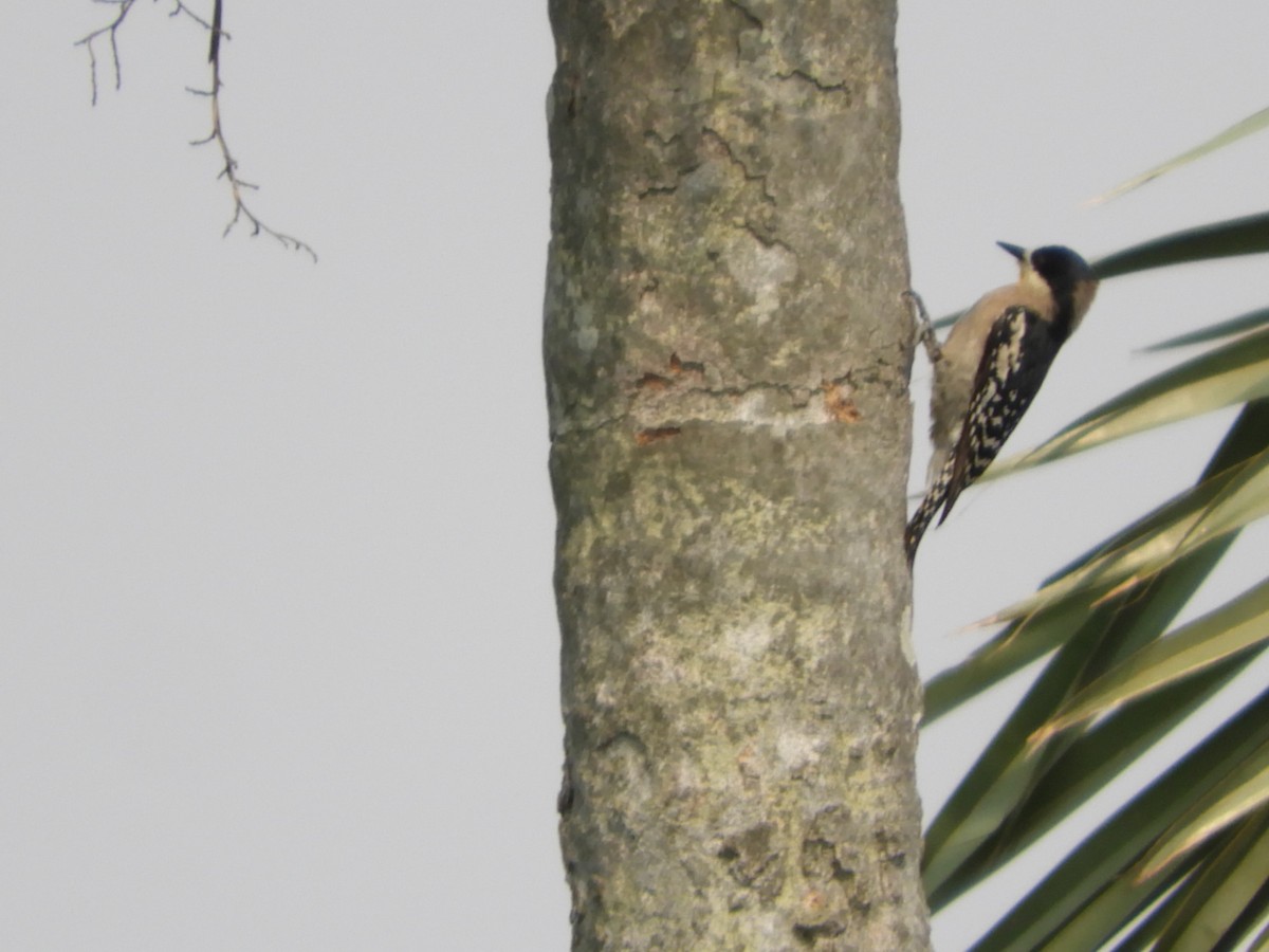 White-fronted Woodpecker - ML622157304