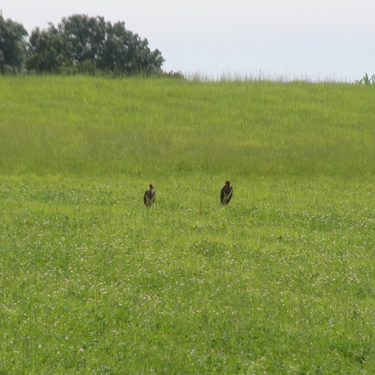 Black Stork - ML622157305