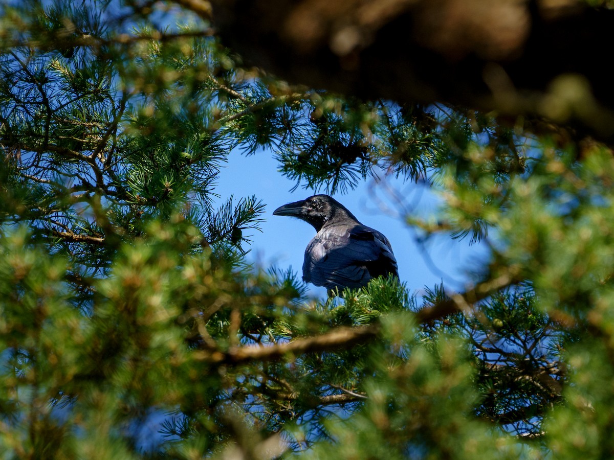 Common Raven - ML622157307